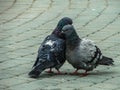 Rock pigeons in the Park during mating season.